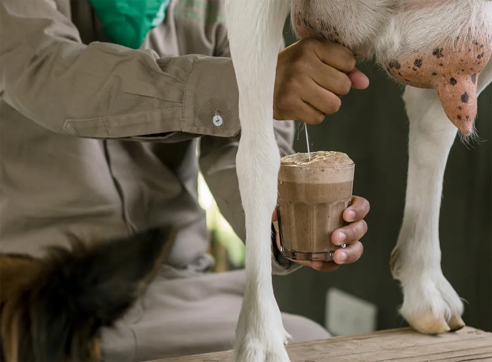 Goat milk streaming straight from the goat into a glass of cocoa.