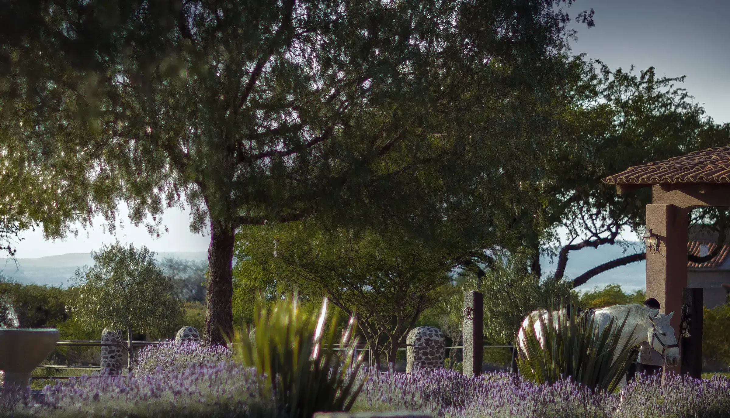 A grey horse tied at a post under a great mesquite, lavender all around, the tiled roof of the portal at the edge.