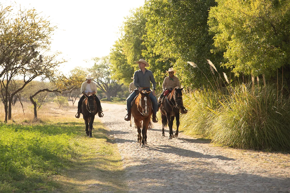 Riders on a tree-lined ranch lane in soft morning light.